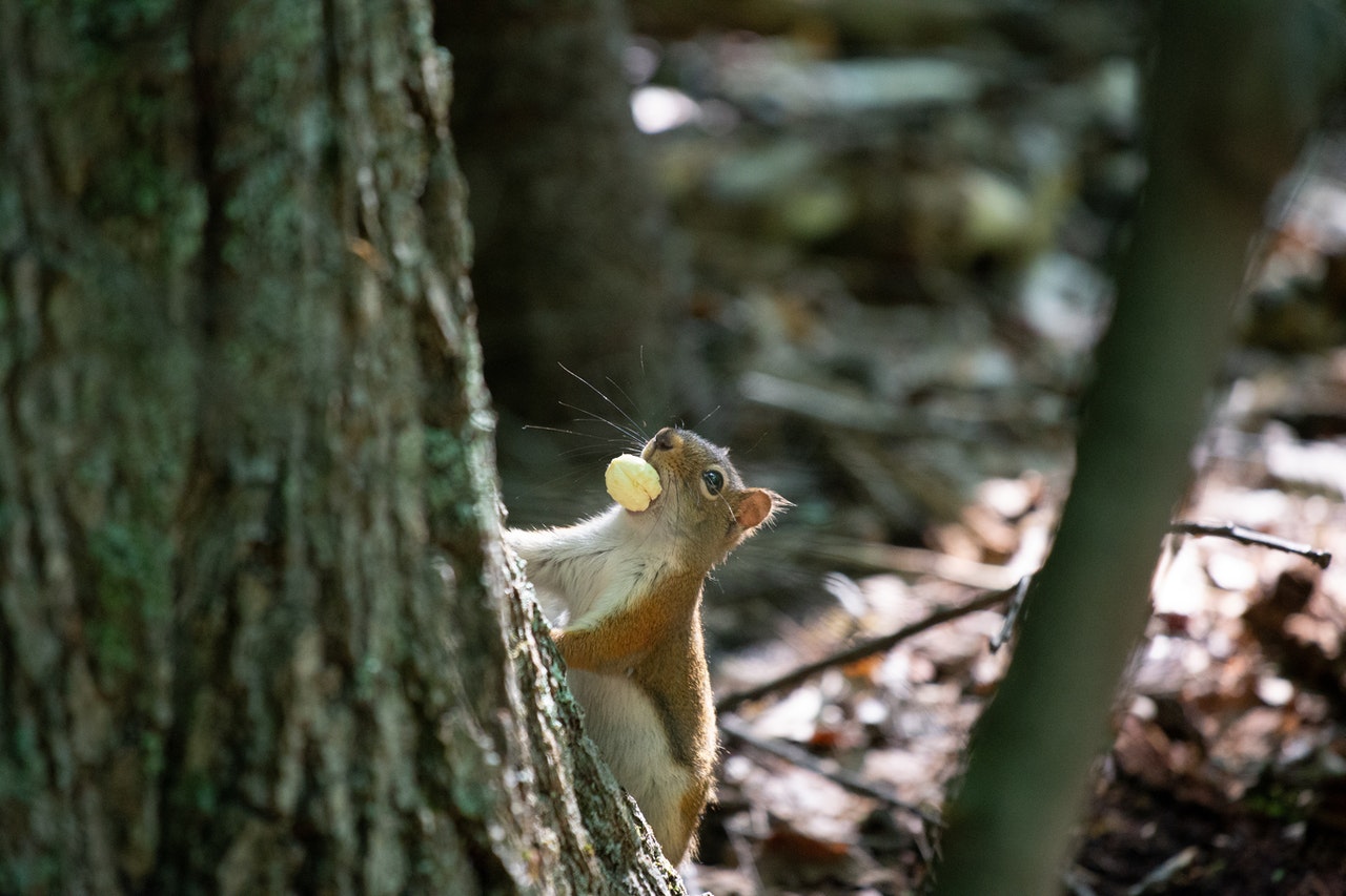 Można wyróżnić około 30 gatunków wiewiórek, w tym najczęściej u nas spotykaną - wiewiórkę pospolitą.